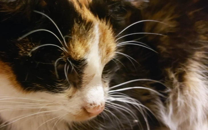 Zbiórka Sara bez pomocy umrze - zdjęcie główne