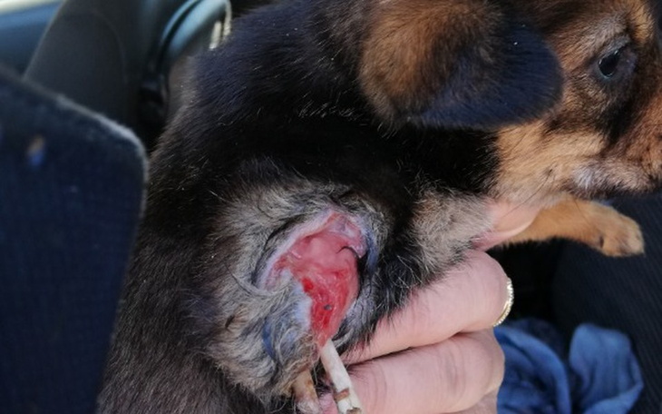 Zbiórka Okaleczone szczenię - zdjęcie główne