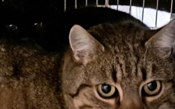 Zbiórka Jedzenie dla koteczków i leki - zdjęcie główne