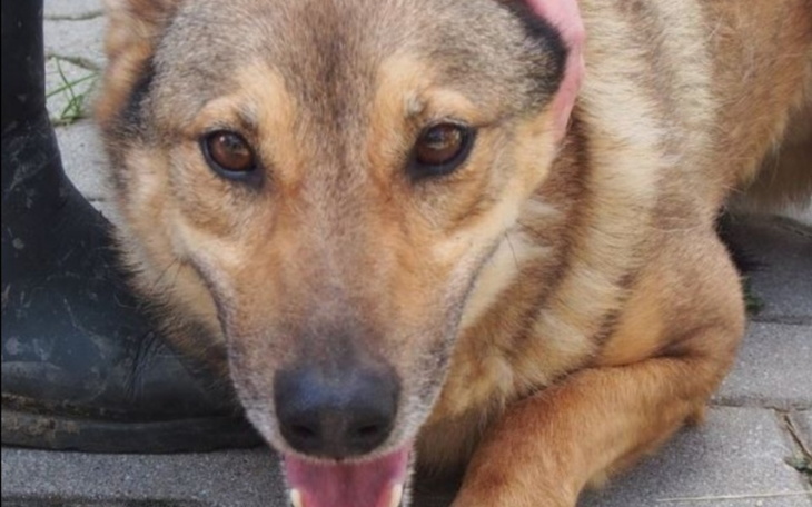 Zbiórka Na karmę dla schroniska pomoc - zdjęcie główne