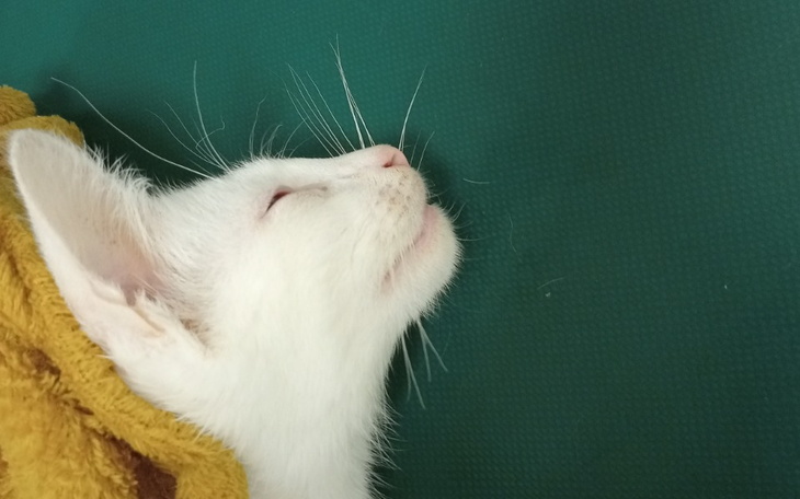 Zbiórka Pochówek kotka - zdjęcie główne