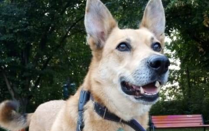 Zbiórka Uratujmy łapkę Jetta - zdjęcie główne