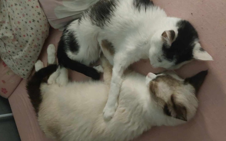 Zbiórka Bąbel i Heniu gdy wali się świat - zdjęcie główne