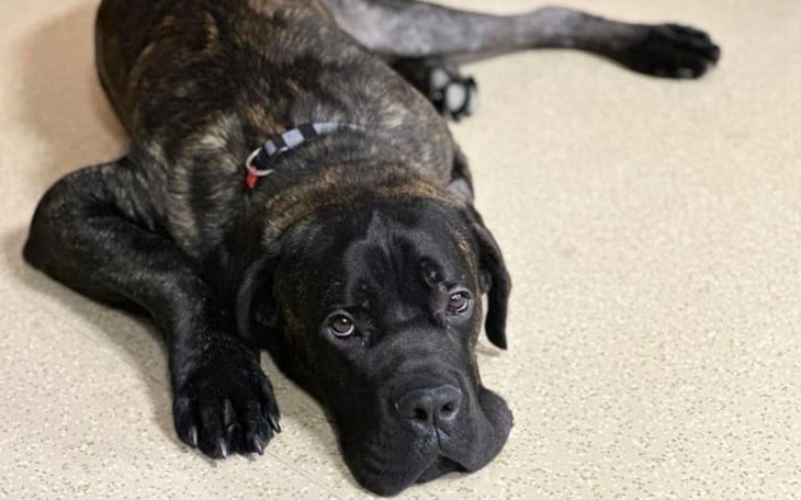 Duży pies leży na podłodze, patrząc w obiektyw.