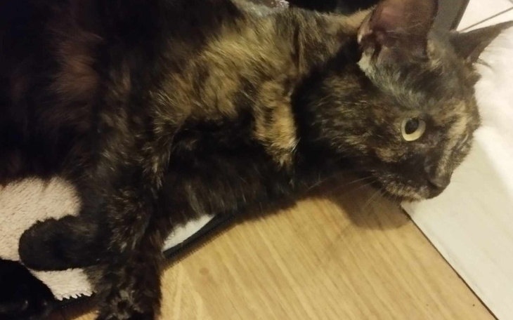 Zbiórka dla połamanego kota - zdjęcie główne