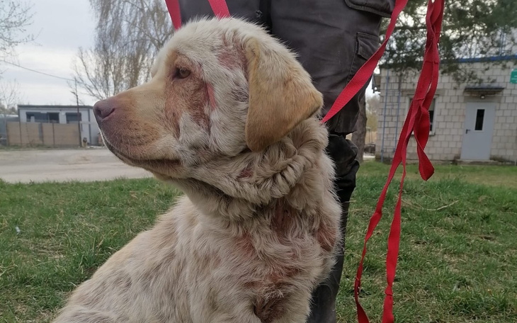 Pies z ranami na szyi, czekający na pomoc w zielonym otoczeniu.