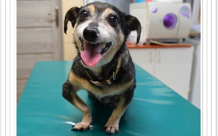 Zbiórka Staruszki, których nikt nie chce - zdjęcie główne