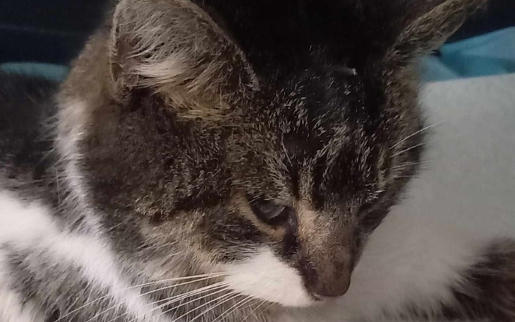 Zbiórka za ratowane cierpiącej kotki - zdjęcie główne