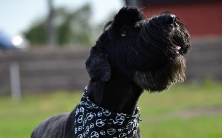 Pies z czarną sierścią, patrzący w górę.