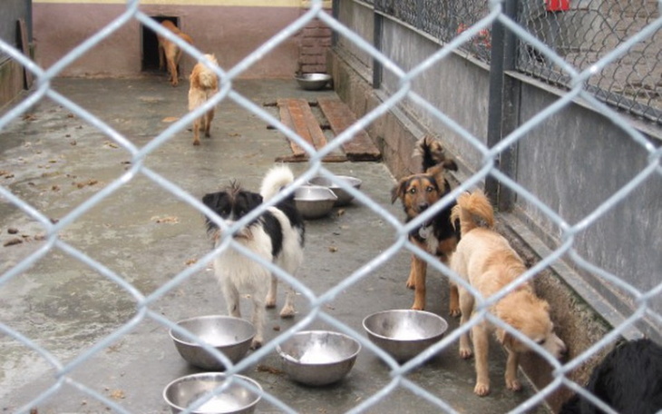 Zbiórka Zbiórka Pieniędzy dla schroniska - zdjęcie główne