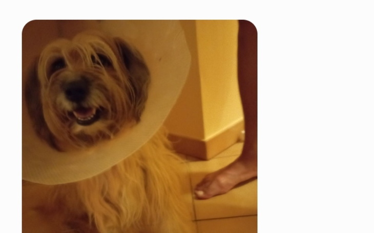 Zbiórka amputacja chorej łapki Czarci - zdjęcie główne