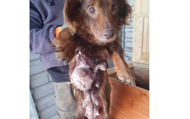 Zbiórka Walczymy o życie Balbinki - zdjęcie główne