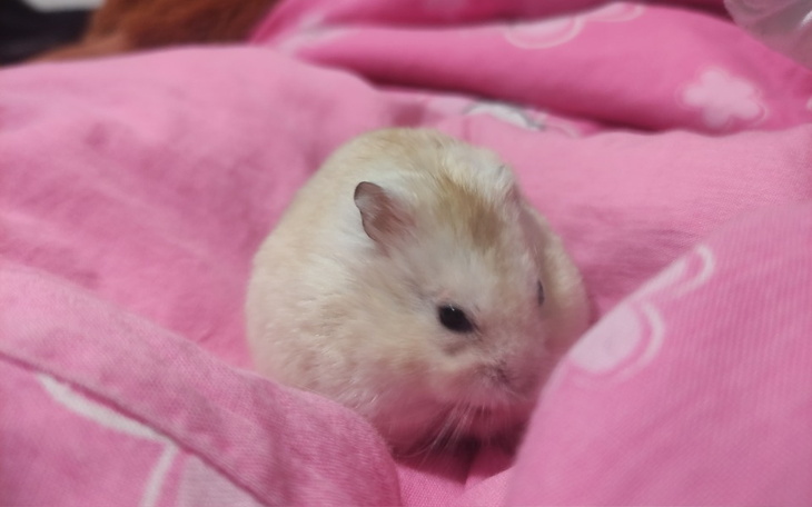 Zbiórka Na operację mojego chomisia - zdjęcie główne