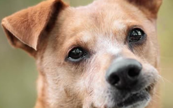 Zbliżenie na psa z wyrazem przyjaznym i ciekawym.