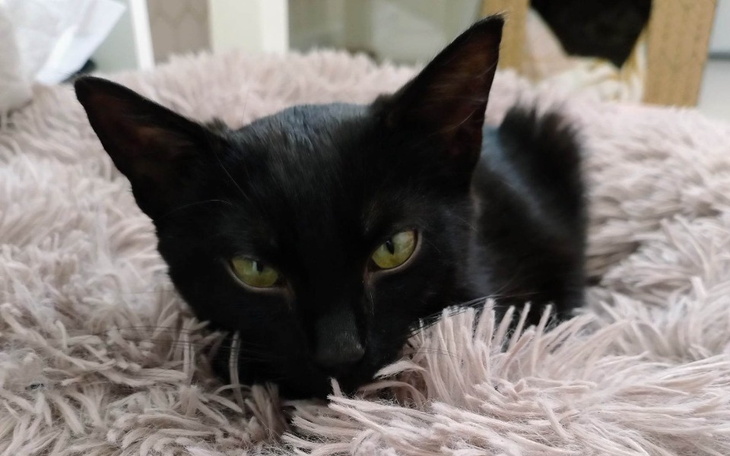 Zbiórka Uratuj życie Czarusiowi - zdjęcie główne