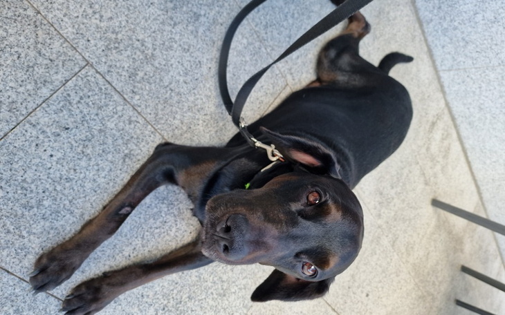 Zbiórka Wyleczmy Nerusia - zdjęcie główne