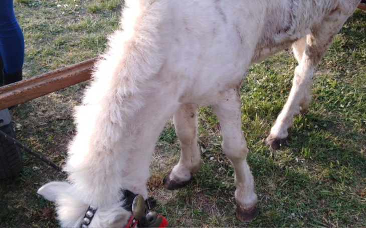 Zbiórka Spełnić Marzenie dzieci o kucyku - zdjęcie główne