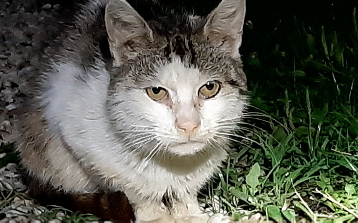 Zbiórka Dla Kociego Smutka - zdjęcie główne