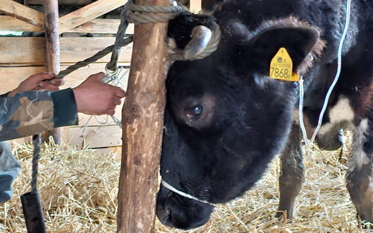 Zbiórka Na ratowanie Molly - zdjęcie główne