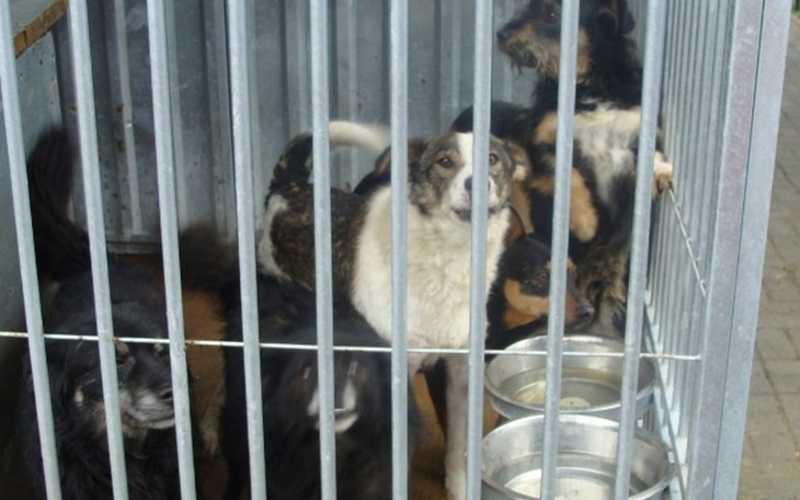 Zbiórka Zbieramy na karmę do schroniskaa - zdjęcie główne