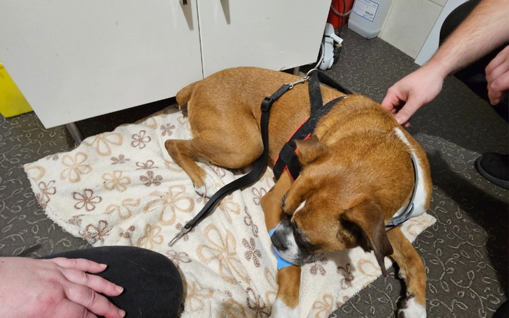 Zbiórka Na tomograf bokserki Silli - zdjęcie główne