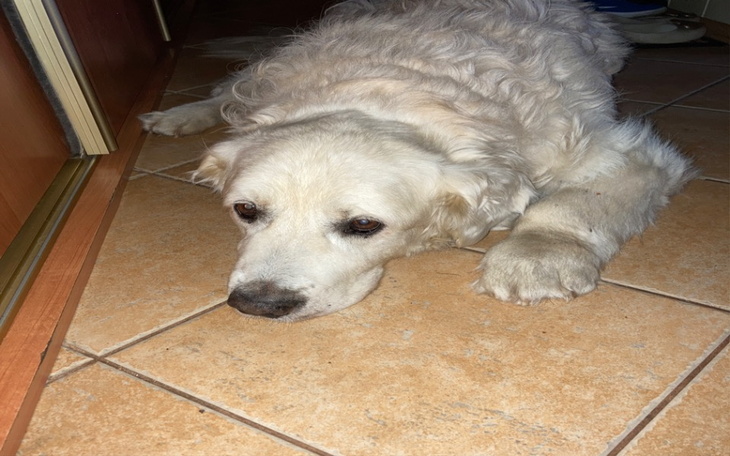 Zbiórka Zabieg usunięcia guza u Axia - zdjęcie główne