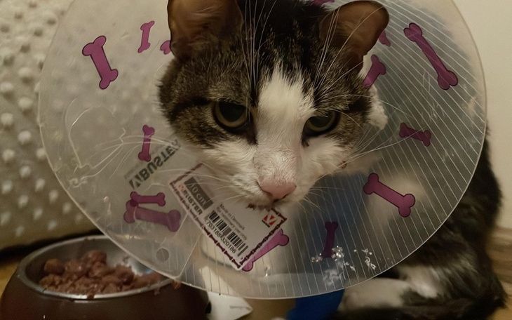 Zbiórka Na ratunek rokusia - zdjęcie główne