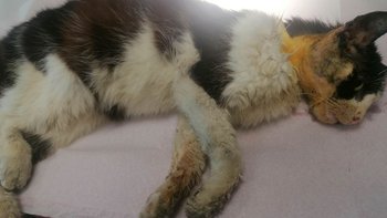 Zbiórka Pomóżmy Jacusiowi po kolejnej, bardzo trudnej operacji 🐾 - miniaturka zdjęcia