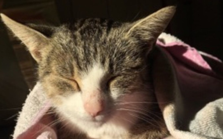 Zbiórka Wyrzucony kotek wymaga leczenia - zdjęcie główne