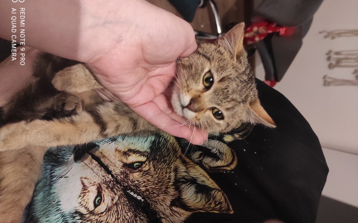 Zbiórka Kastracja porzuconych kotów - zdjęcie główne