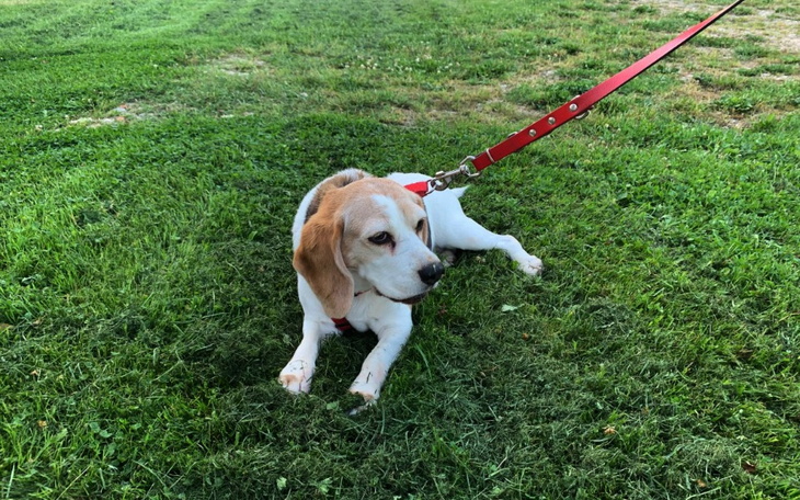 Zbiórka Olisa beagle z dyskopatią - zdjęcie główne