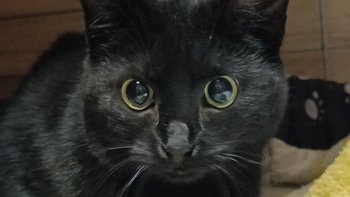 Zbiórka Rumba zaczyna nowe życie - miniaturka zdjęcia