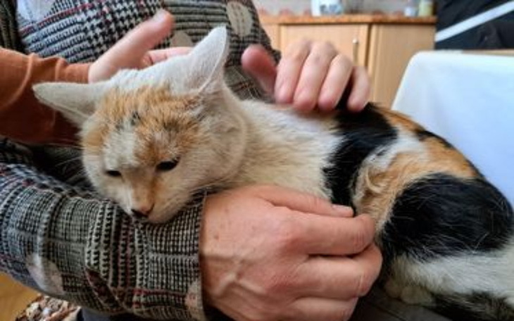 Zbiórka Trisia cierpi. Błagam o pomoc - zdjęcie główne