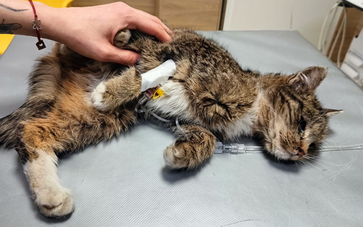 Zbiórka Wszyscy patrzyli jak cierpi - zdjęcie główne