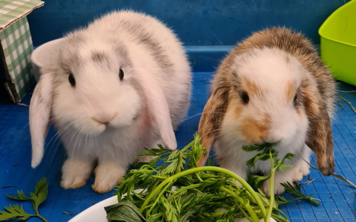 Zbiórka Kastracja króliczków leczenie - zdjęcie główne