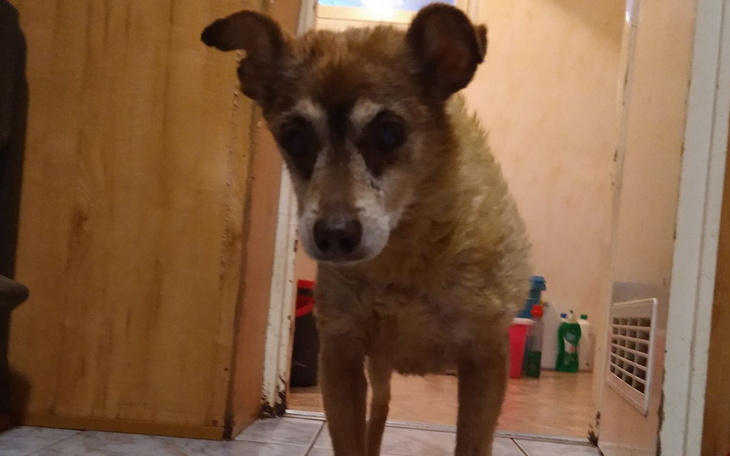 Pies z szarym futrem, stojący w drzwiach, z wyrazem ciekawości.