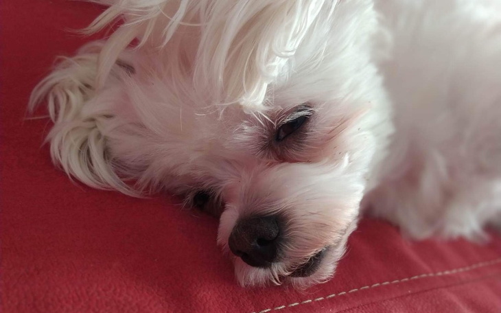 Zbiórka Na nowe życie Nelki - zdjęcie główne