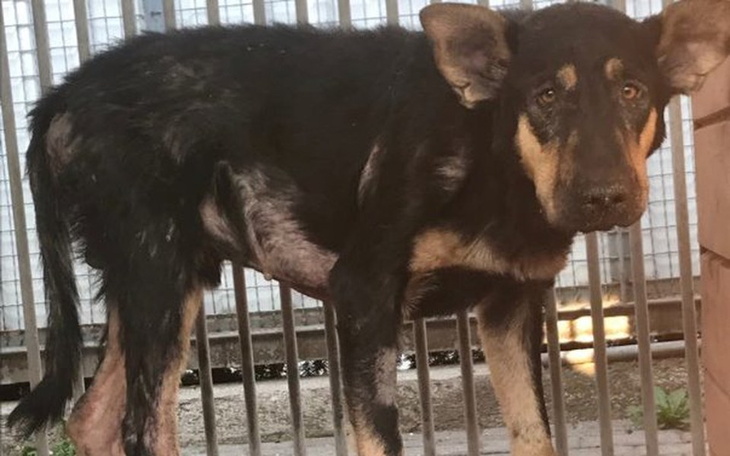 Zbiórka RATUNEK dla Skalpela! - zdjęcie główne