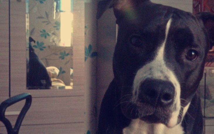 Zbiórka ciąża urojona u psa - zdjęcie główne