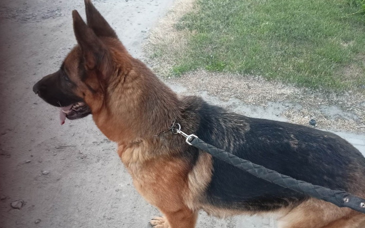 Zbiórka Na leczenie psa z guzów - zdjęcie główne