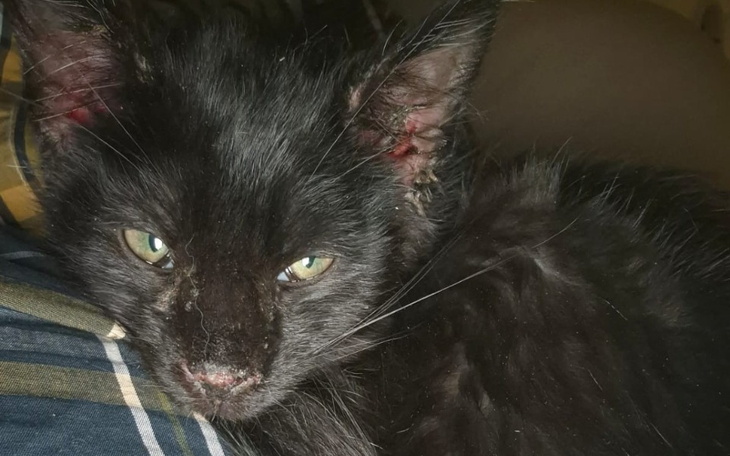 Zbiórka Ratujemy kotki styczeń 2025 - zdjęcie główne