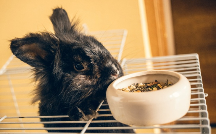 Zbiórka Na operację guza u królika - zdjęcie główne