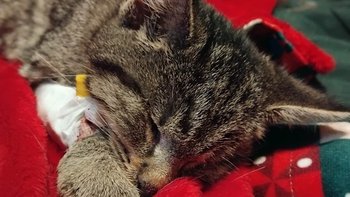 Zbiórka Malutka kotka duży problem - miniaturka zdjęcia