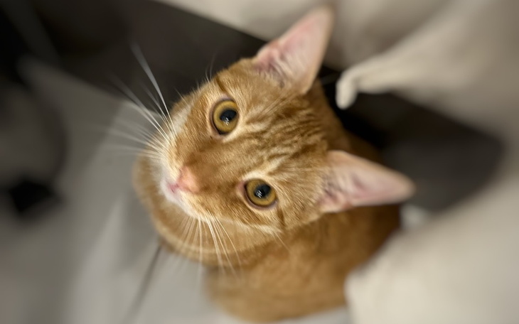 Zbiórka Pomoc w leczeniu Rona - zdjęcie główne