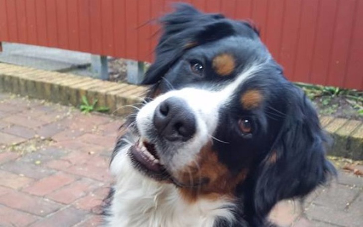 Zbiórka Pomóżmy Burkowi :( - zdjęcie główne