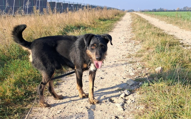 Zbiórka Tymczasowy dla CZAKO i innych ps - zdjęcie główne