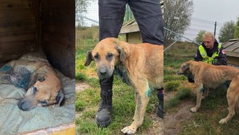 Zbiórka Firmowe ofiary obojętności - miniaturka zdjęcia