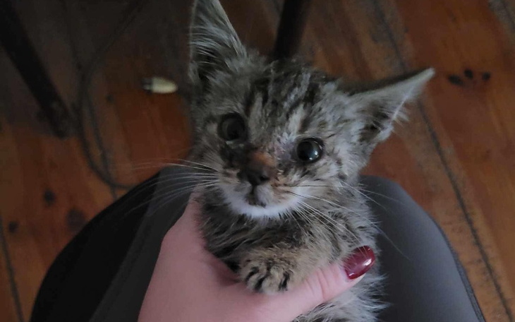 Zbiórka Kociak z nad rzeki - zdjęcie główne