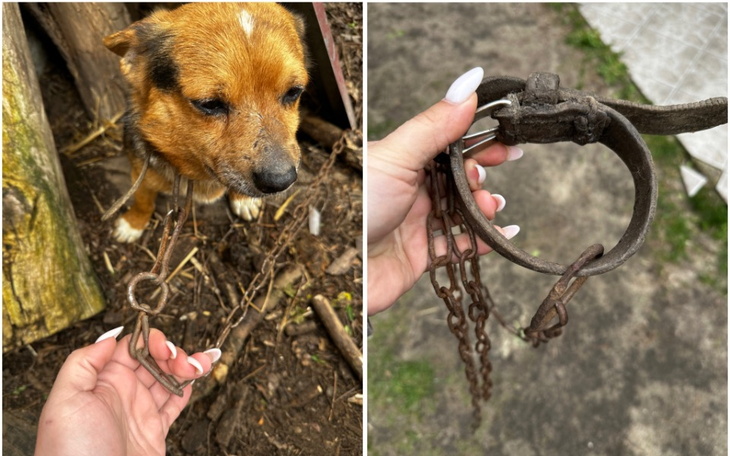 Zbiórka zabrane od pseudowłaściciela.. - zdjęcie główne