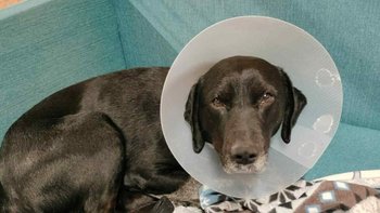 Zbiórka Wsparcie dla Bruna. - miniaturka zdjęcia